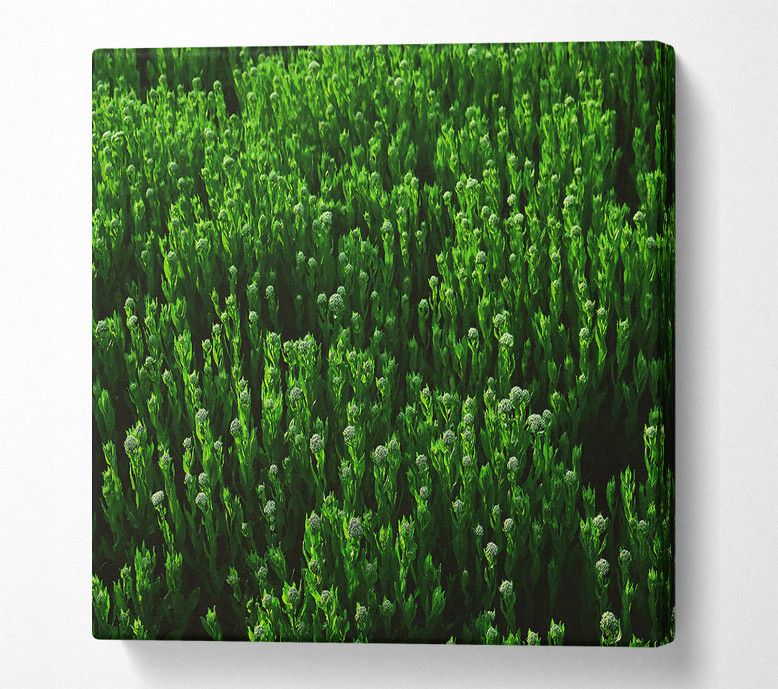  A Canvas Print of Emerald Green Fields Canvas Wall Art