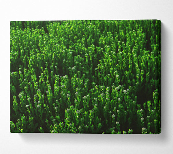  A Canvas Print of Emerald Green Fields Canvas Wall Art