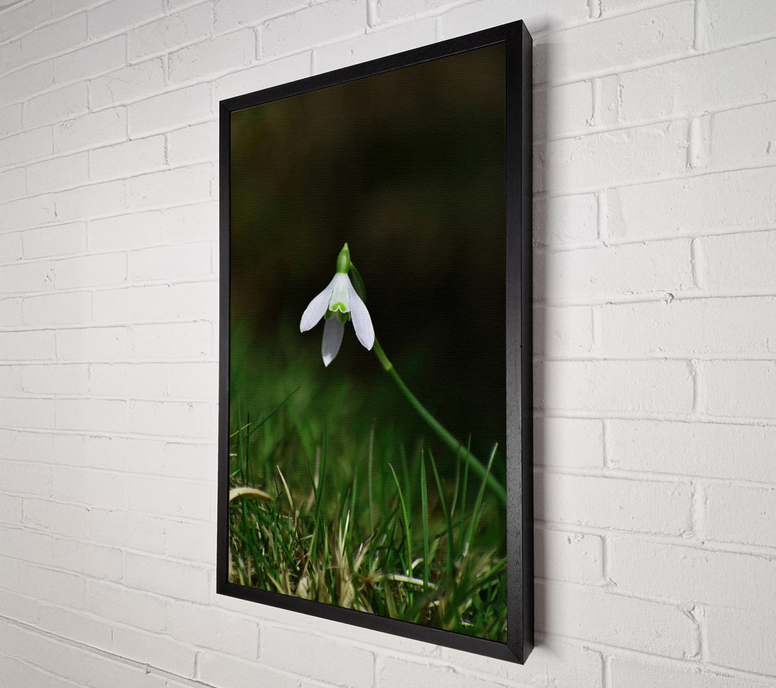  A Canvas Print of Green And White Snowdrop Canvas Wall Art