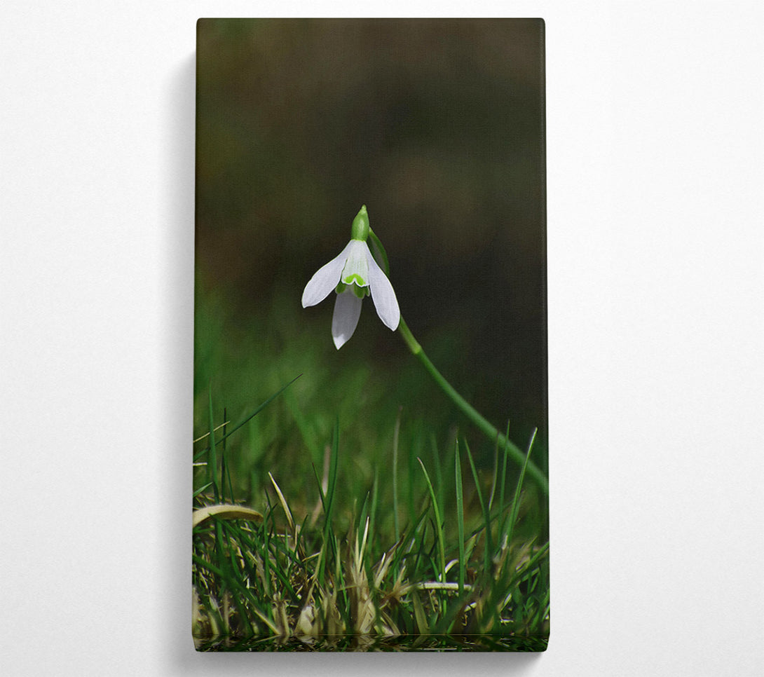  A Canvas Print of Green And White Snowdrop Canvas Wall Art