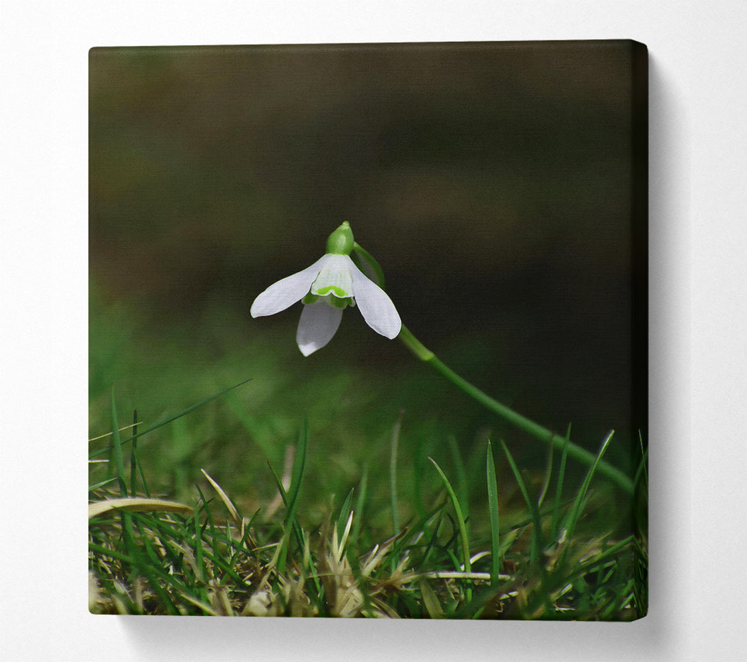  A Canvas Print of Green And White Snowdrop Canvas Wall Art