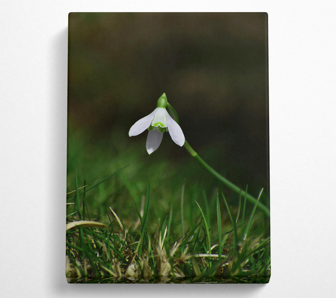  A Canvas Print of Green And White Snowdrop Canvas Wall Art
