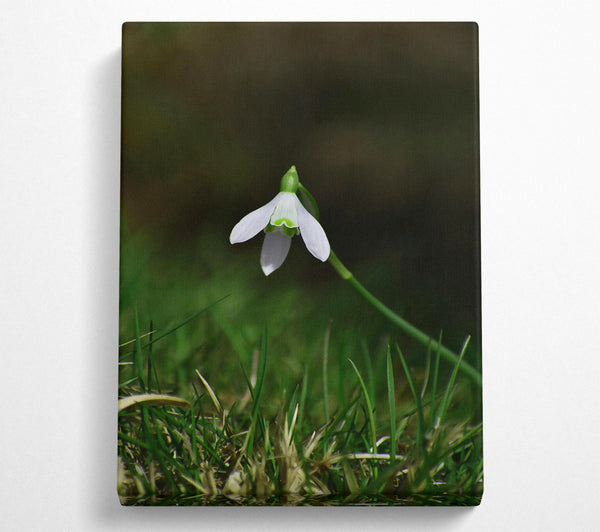  A Canvas Print of Green And White Snowdrop Canvas Wall Art