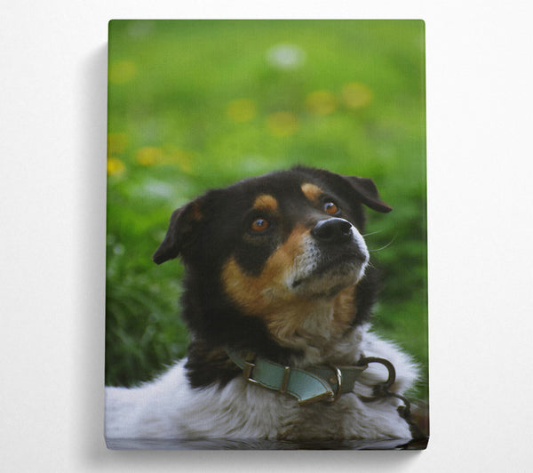  A Canvas Print of Blue Eyed Wonder Canvas Wall Art
