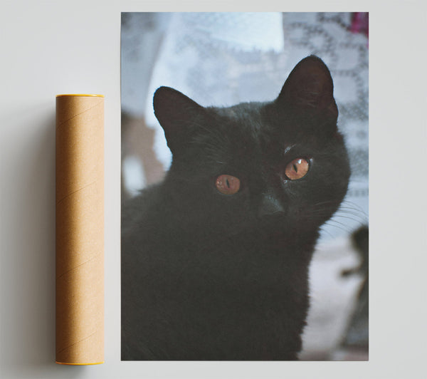 Black Cat'S Amber Eyes Poster