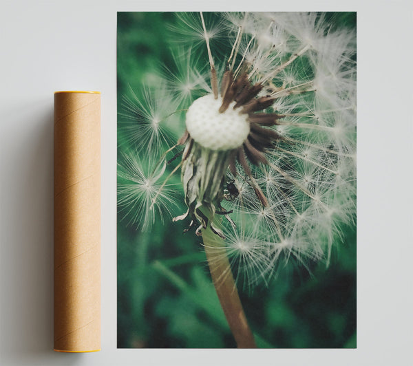 Green Dandelion Wishes Giclee Print