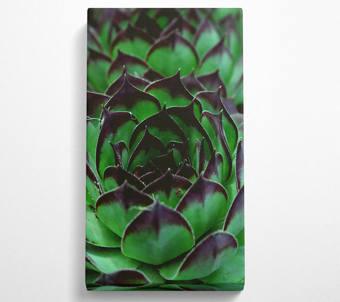  A Canvas Print of Emerald Green Succulent Canvas Art