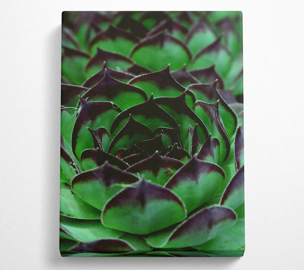  A Canvas Print of Emerald Green Succulent Canvas Art
