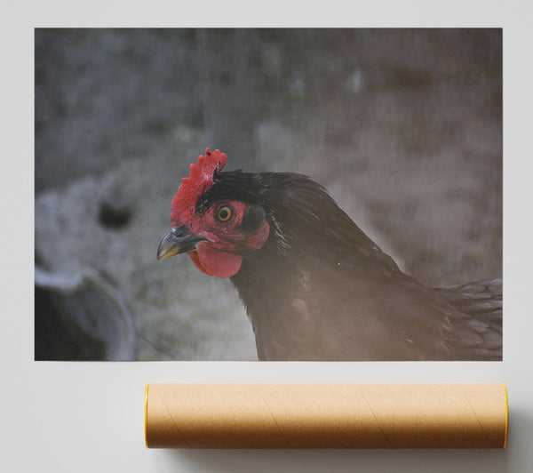Red Comb Gaze Print