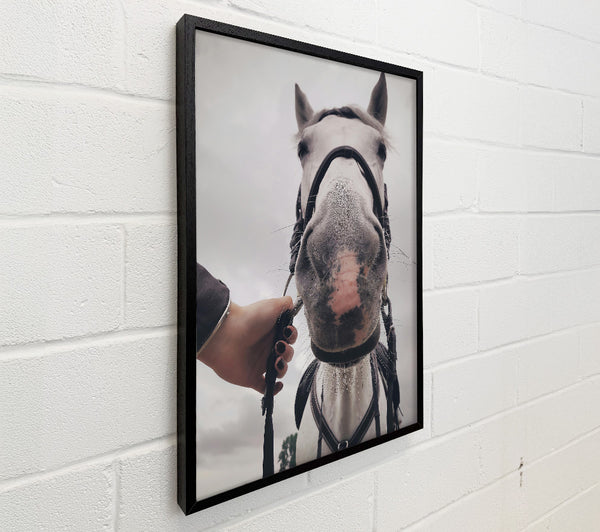 White Horse Up Close