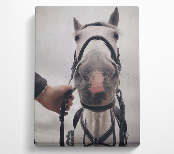  A Canvas Print of White Horse Up Close Canvas Wall Art