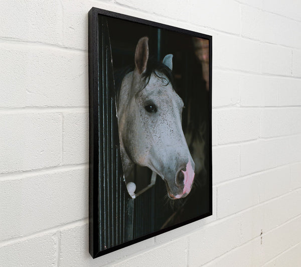 Silver In The Shadows