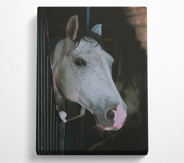  A Canvas Print of Silver In The Shadows Canvas Wall Art