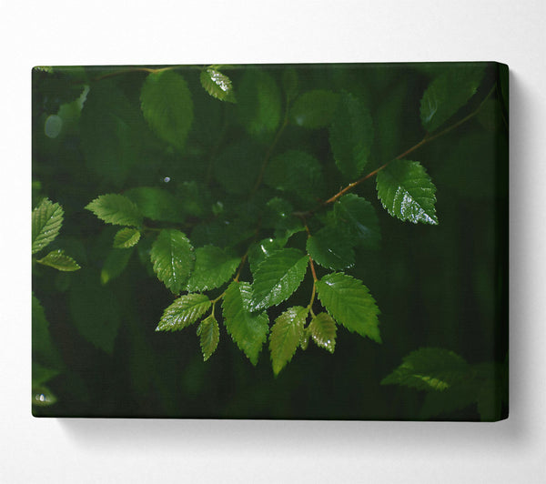  A Canvas Print of Emerald Green Leaves Canvas Print