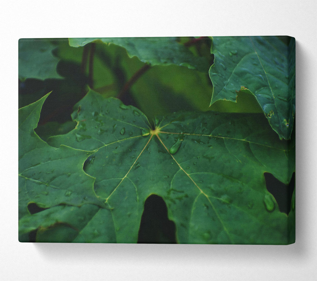  A Canvas Print of Emerald Dew Drops Canvas Wall Art