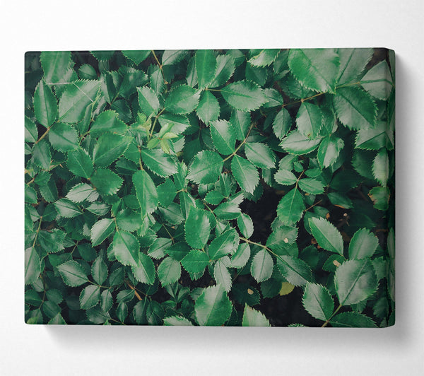  A Canvas Print of Emerald Green Canopy Canvas Art