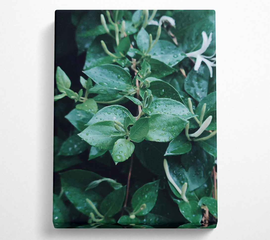  A Canvas Print of Emerald Dew Drops Canvas Wall Art