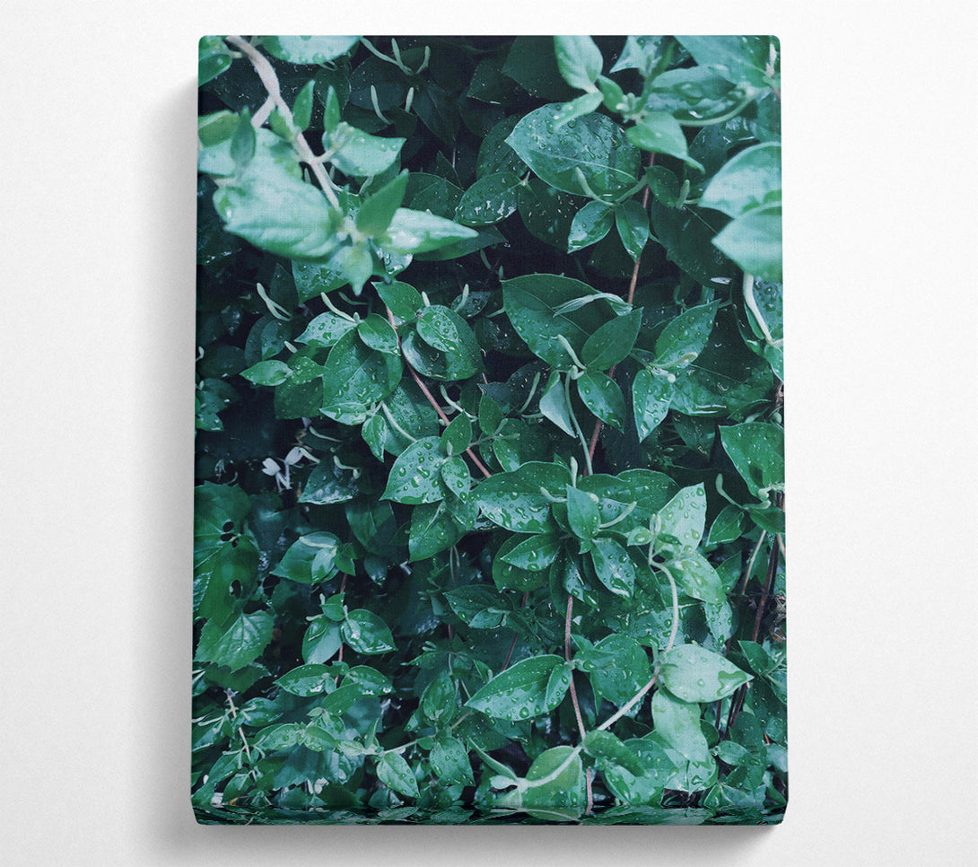  A Canvas Print of Emerald Dew Drops Canvas Wall Art