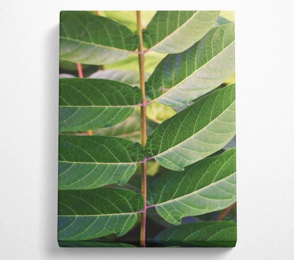  A Canvas Print of Emerald Leaf Veins Canvas Print