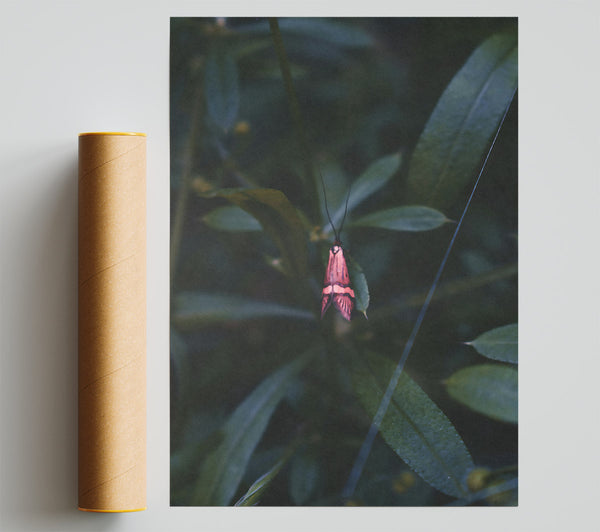 Pink Moth In The Green Poster
