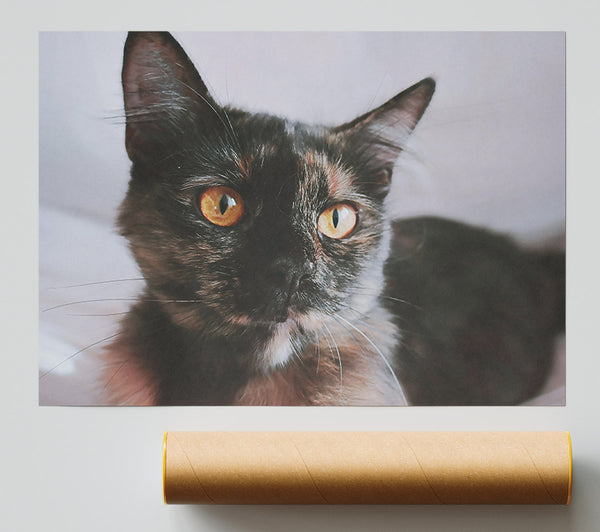 Black Cat Curiosity Poster