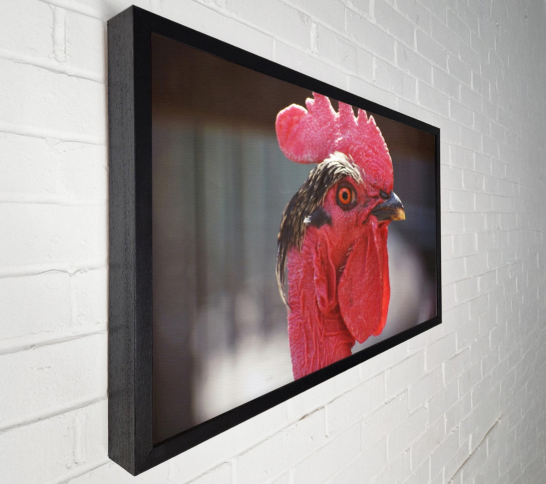  A Canvas Print of Crimson Rooster Gaze Canvas Print