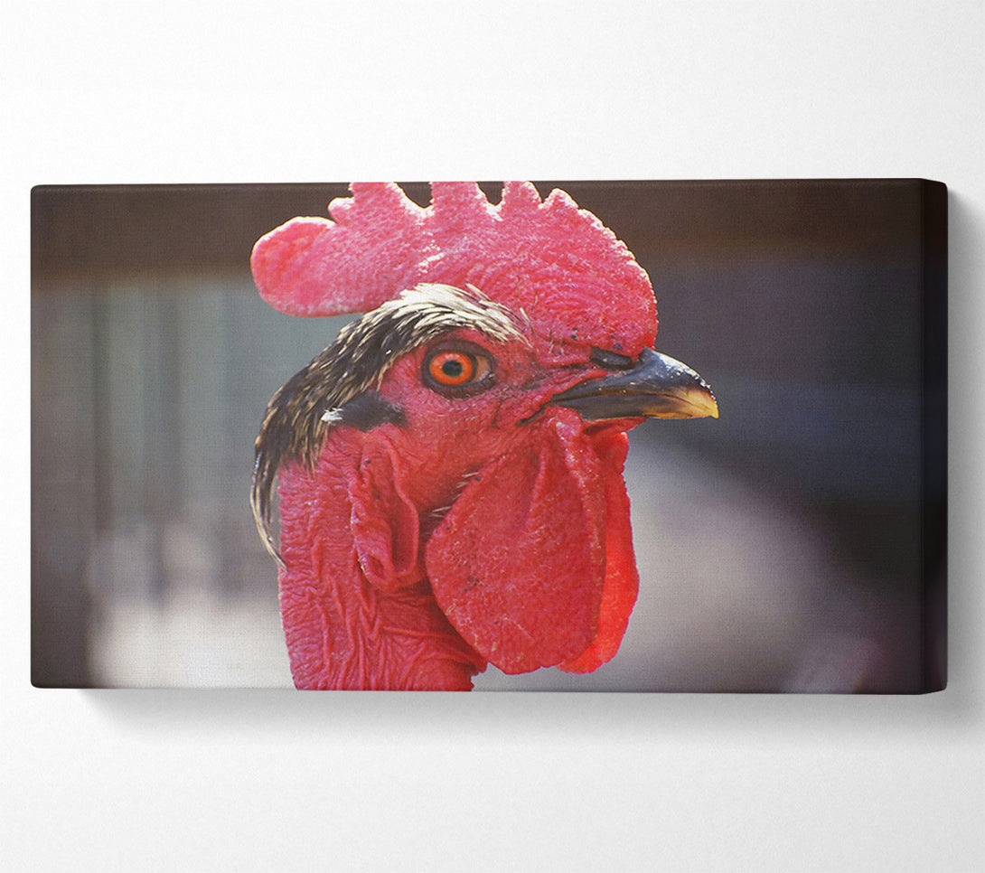  A Canvas Print of Crimson Rooster Gaze Canvas Print