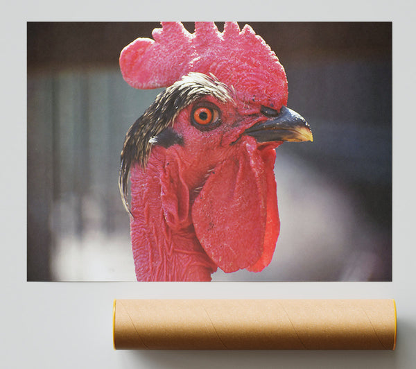 Crimson Rooster Gaze Giclee Print