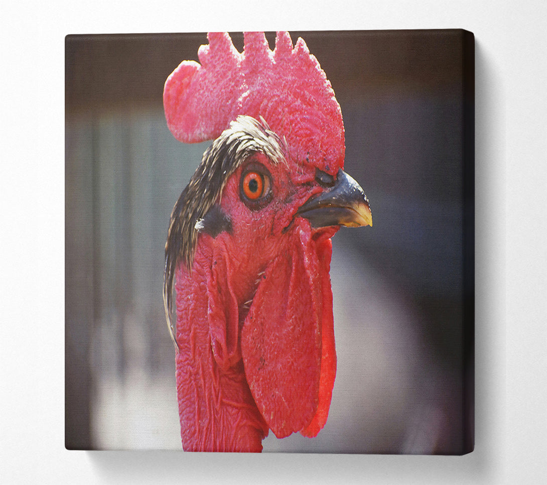  A Canvas Print of Crimson Rooster Gaze Canvas Print