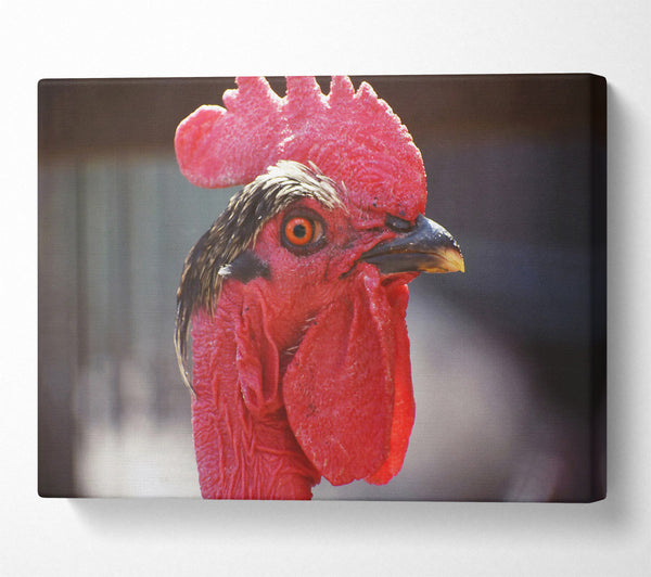  A Canvas Print of Crimson Rooster Gaze Canvas Print