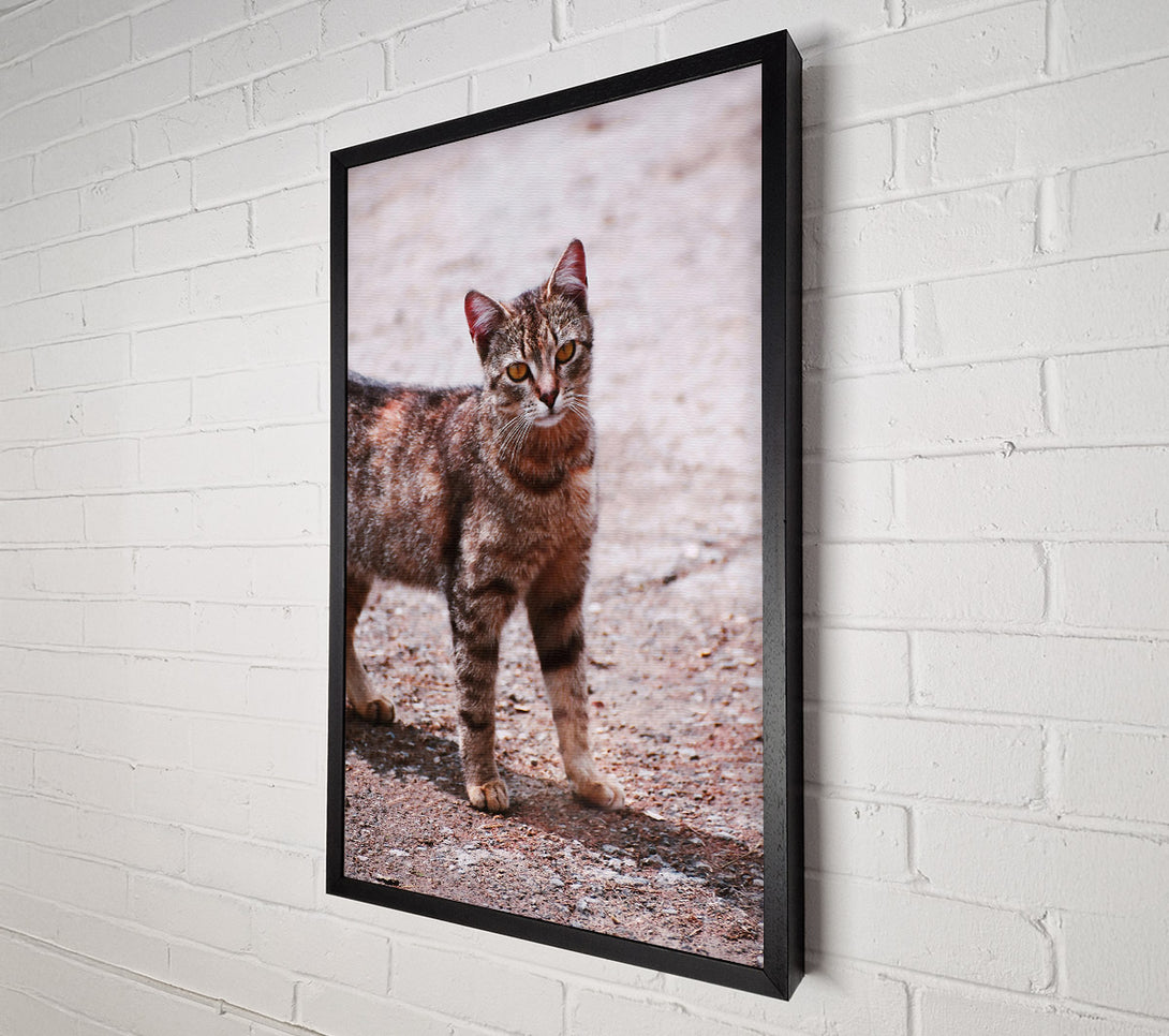  A Canvas Print of Orange-Eyed Feline Gaze Canvas Print
