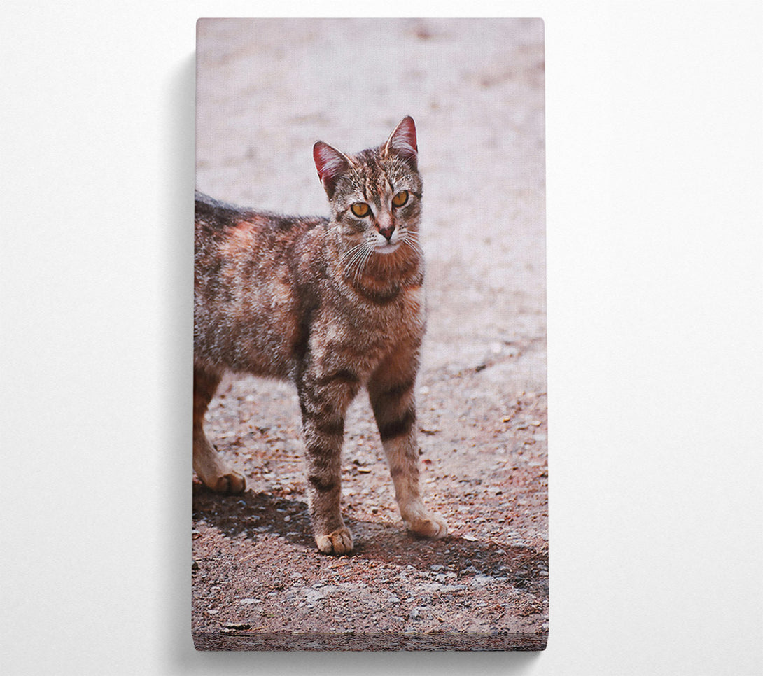  A Canvas Print of Orange-Eyed Feline Gaze Canvas Print