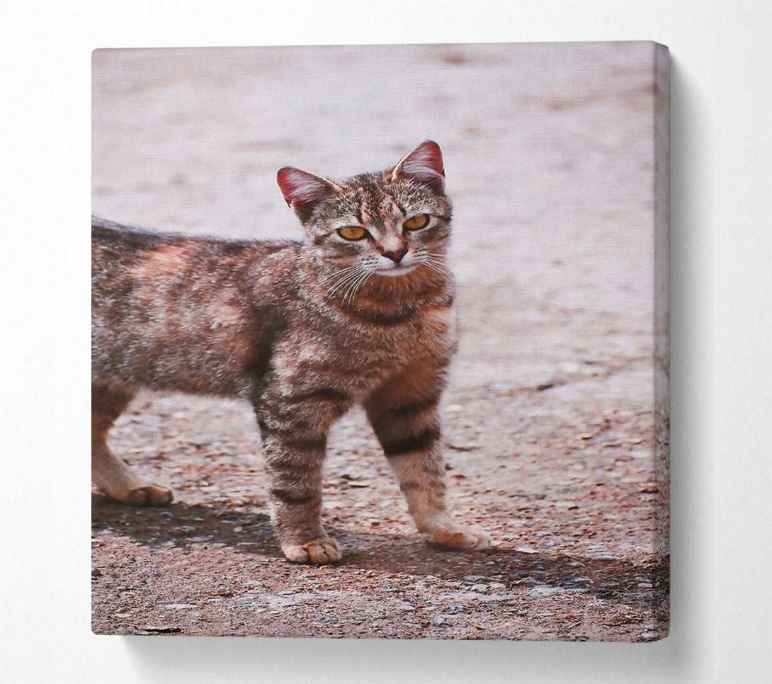  A Canvas Print of Orange-Eyed Feline Gaze Canvas Print