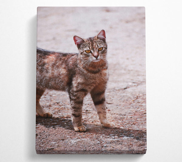  A Canvas Print of Orange-Eyed Feline Gaze Canvas Print