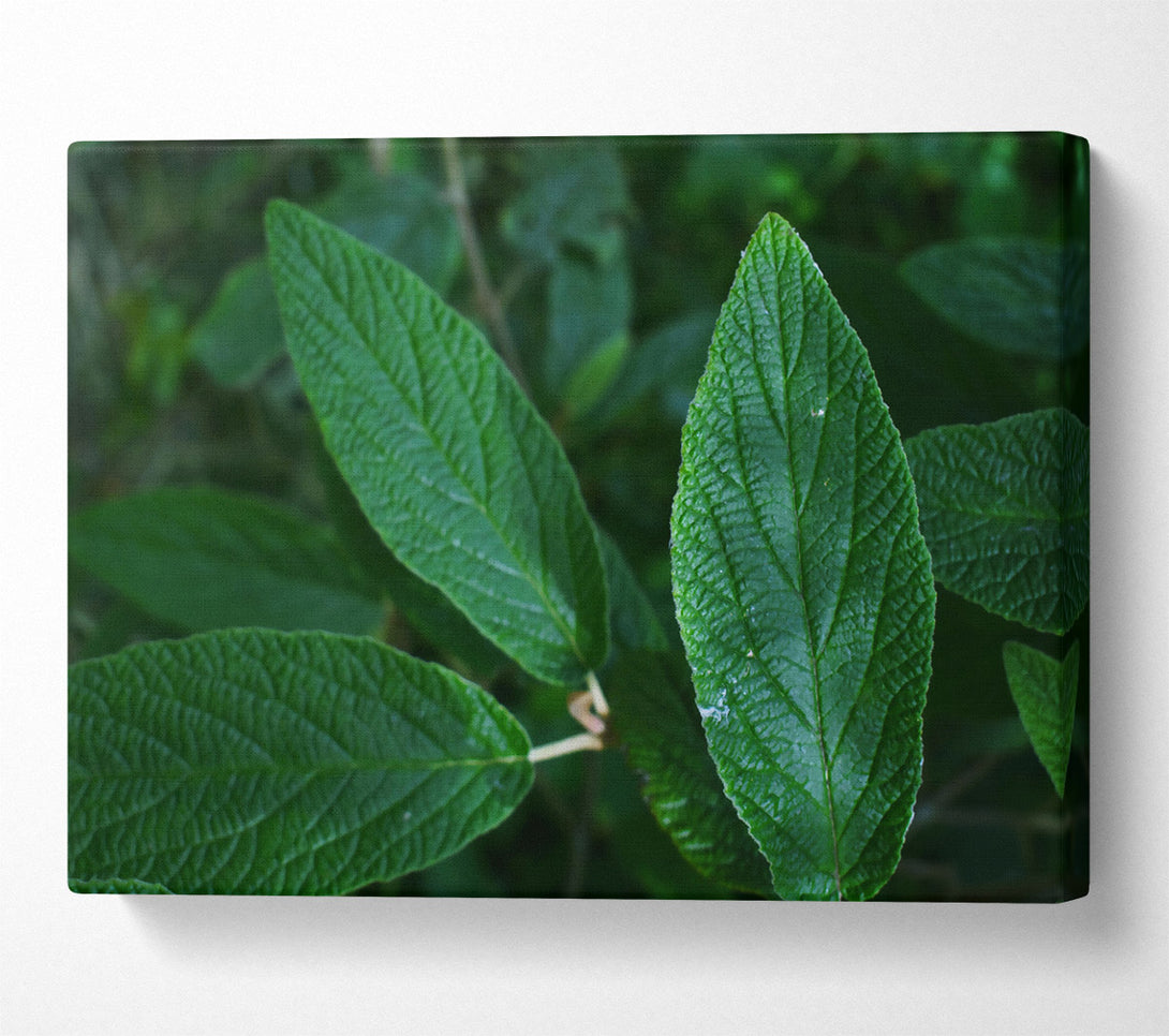  A Canvas Print of Emerald Leaf Veins Canvas Print