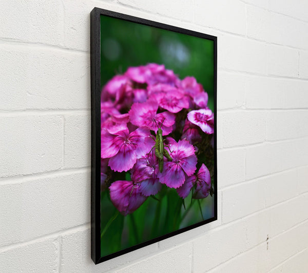Pink Bloom & Green Guest