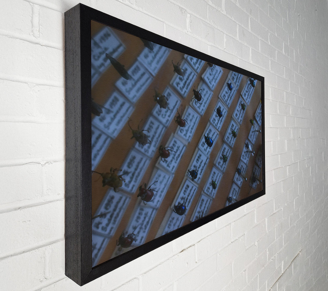  A Canvas Print of Blue Beetle Collection Canvas Print