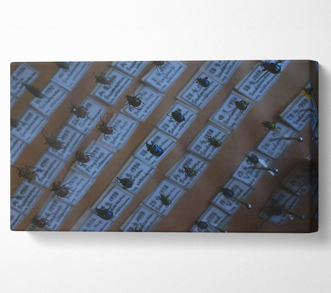  A Canvas Print of Blue Beetle Collection Canvas Print