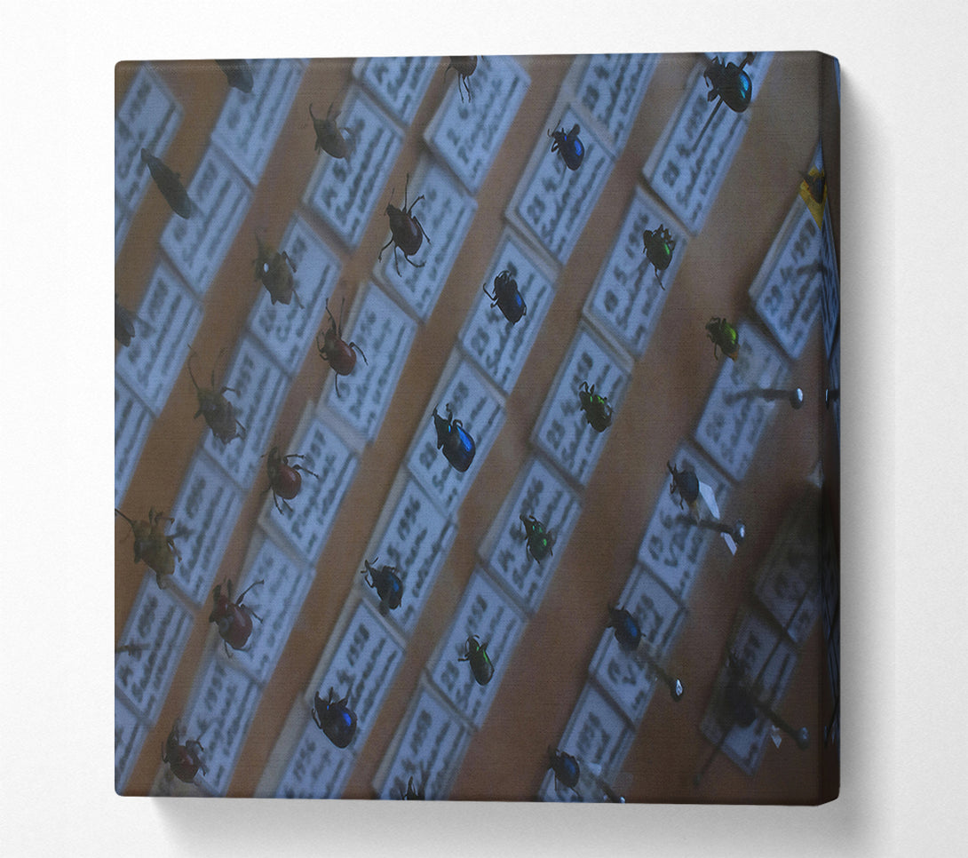 A Canvas Print of Blue Beetle Collection Canvas Print