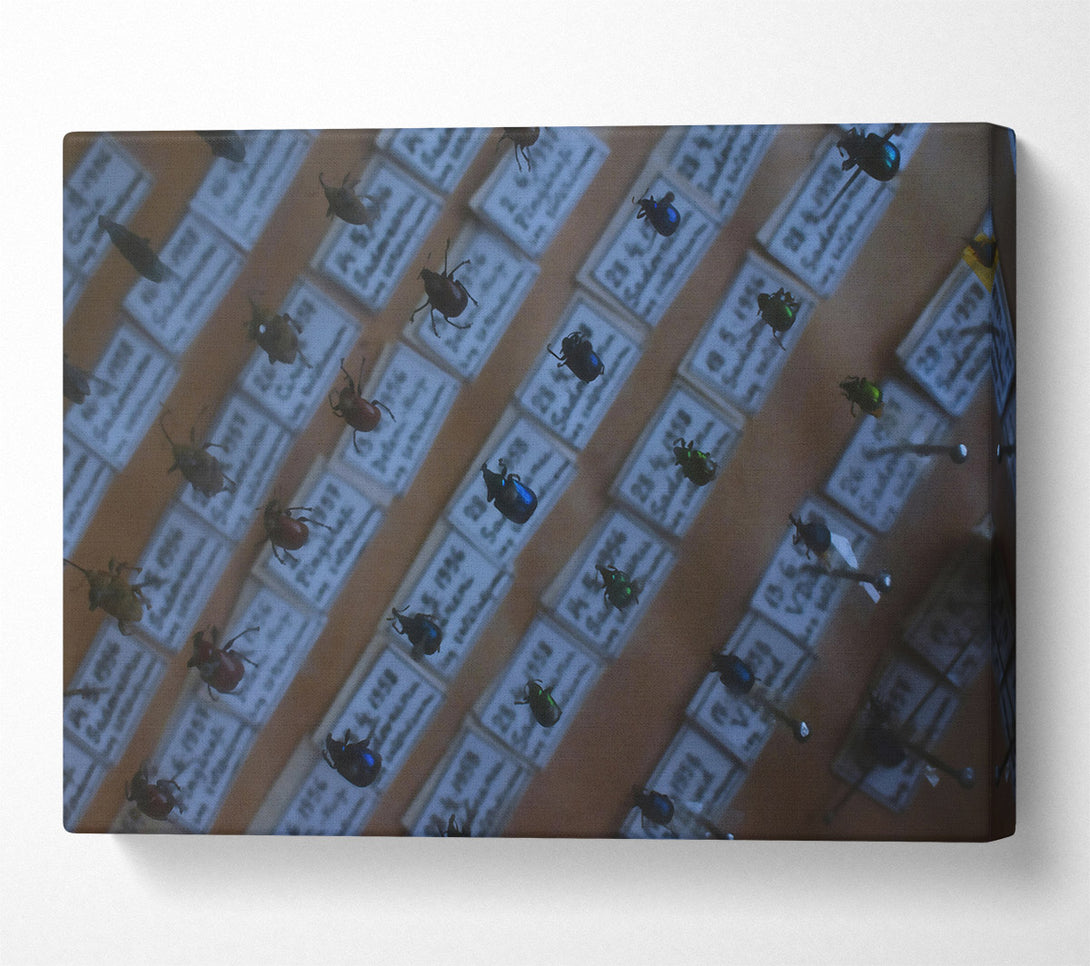  A Canvas Print of Blue Beetle Collection Canvas Print