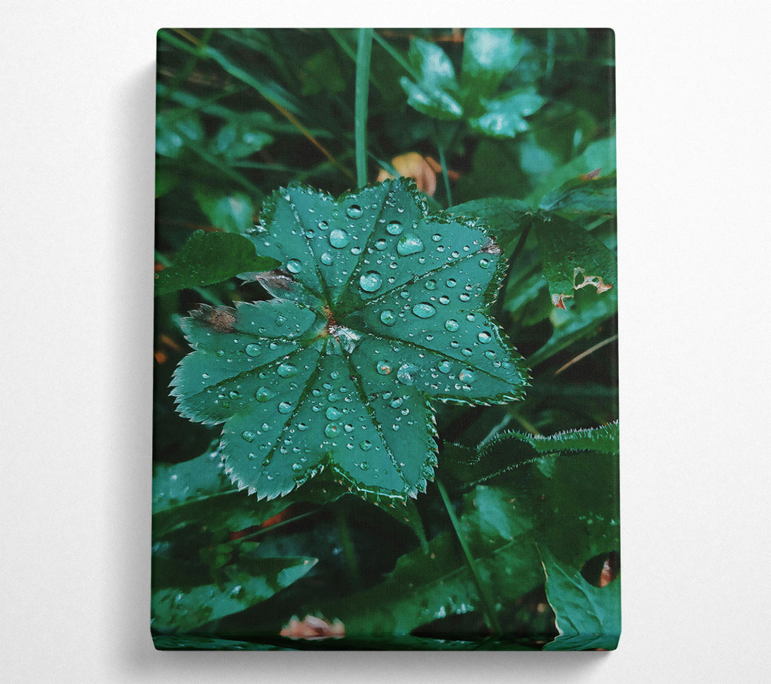 A Canvas Print of Emerald Dewdrop Leaf Canvas Art