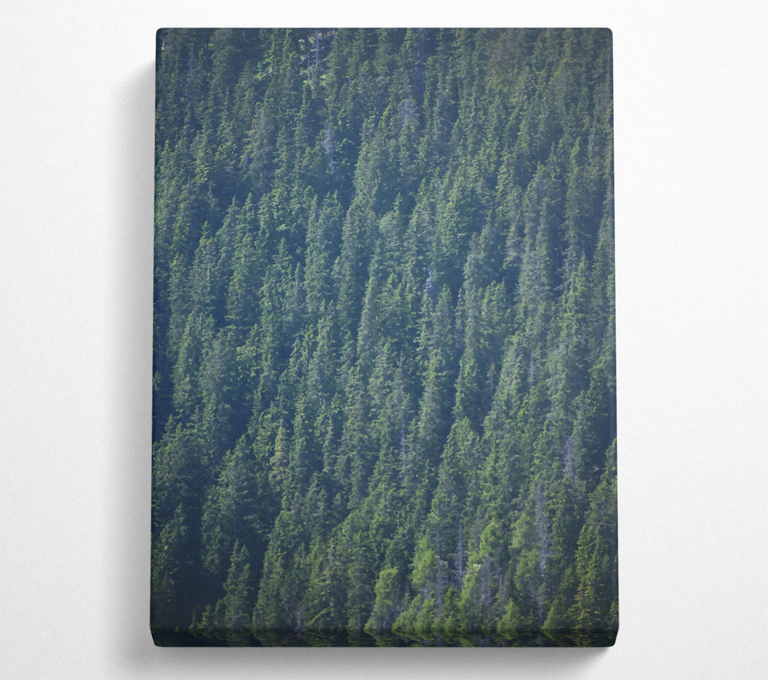  A Canvas Print of Emerald Forest Canopy Canvas Print
