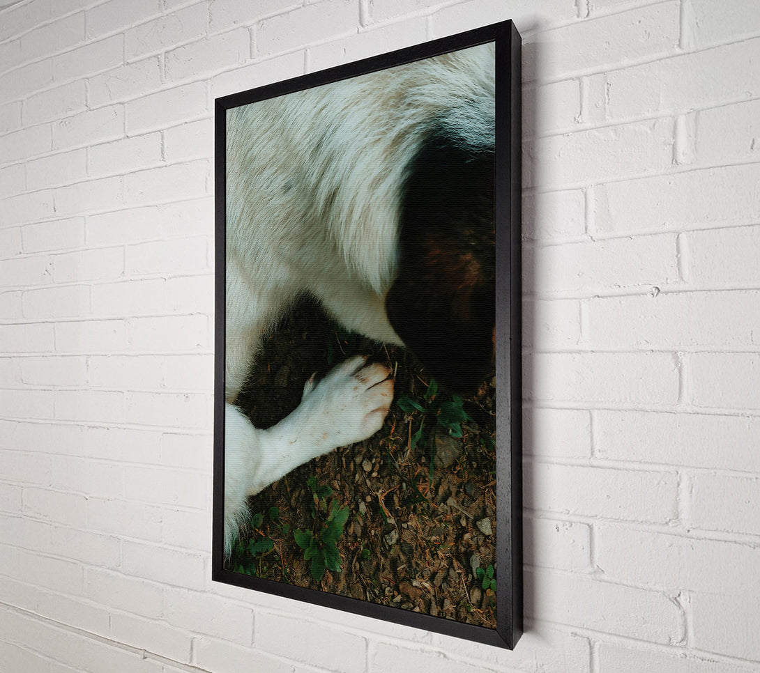  A Canvas Print of White Paw On Earth Canvas Print