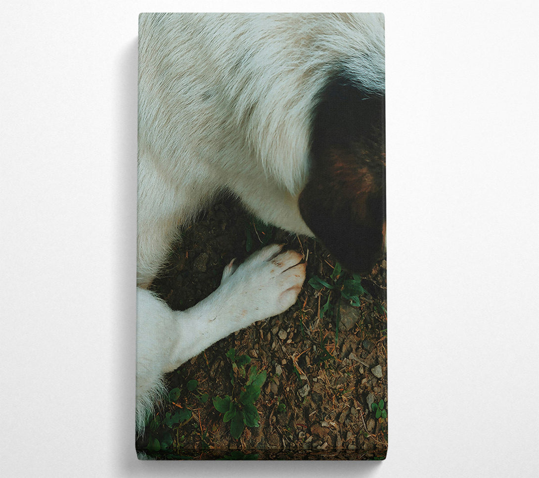  A Canvas Print of White Paw On Earth Canvas Print