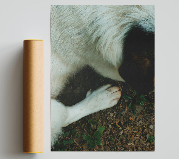 White Paw On Earth Poster