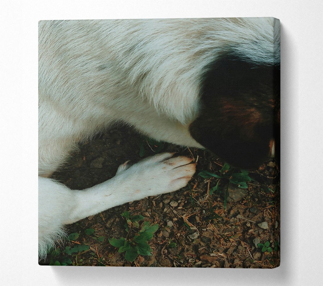  A Canvas Print of White Paw On Earth Canvas Print