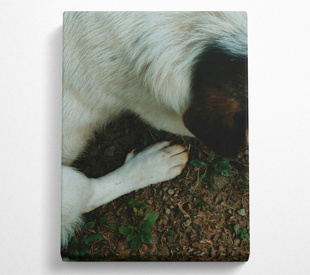  A Canvas Print of White Paw On Earth Canvas Print