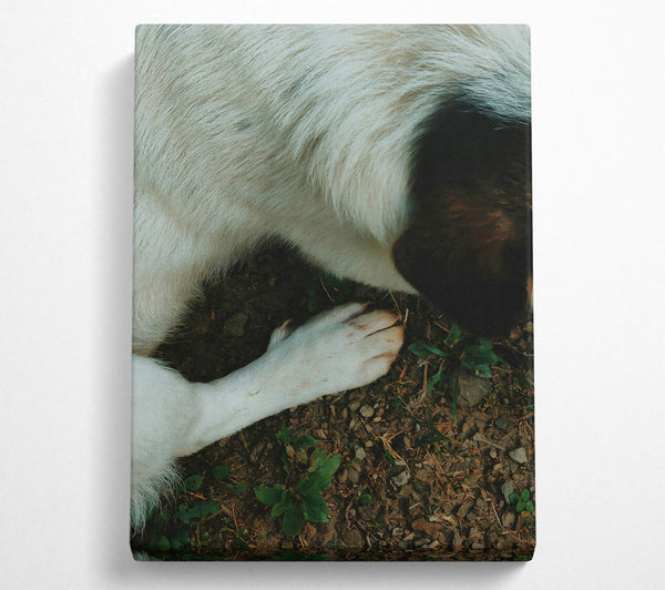  A Canvas Print of White Paw On Earth Canvas Print