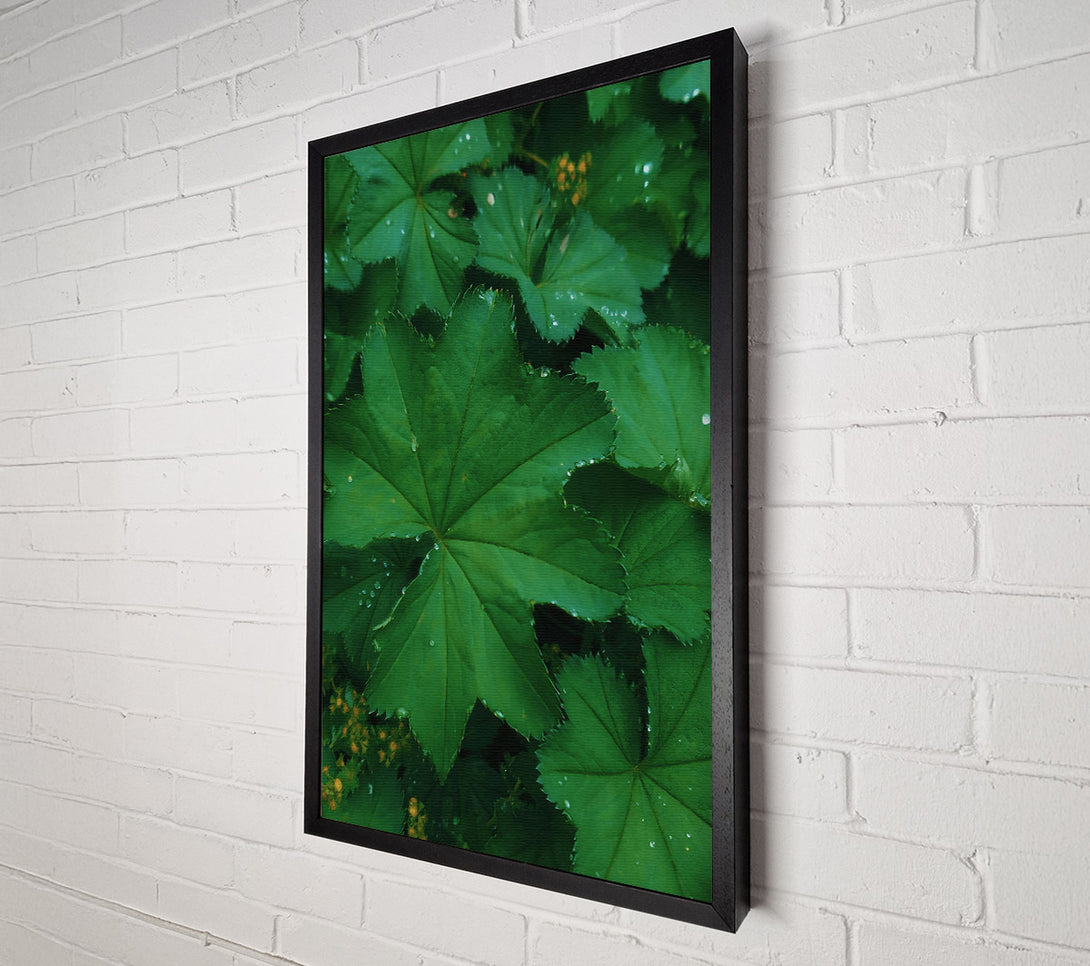  A Canvas Print of Emerald Dewy Leaf Canvas Print