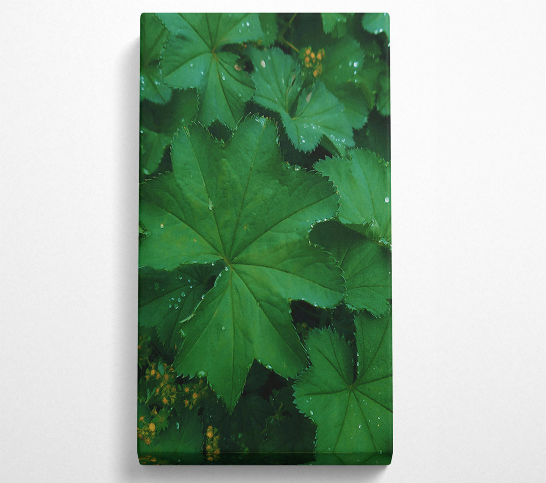  A Canvas Print of Emerald Dewy Leaf Canvas Print